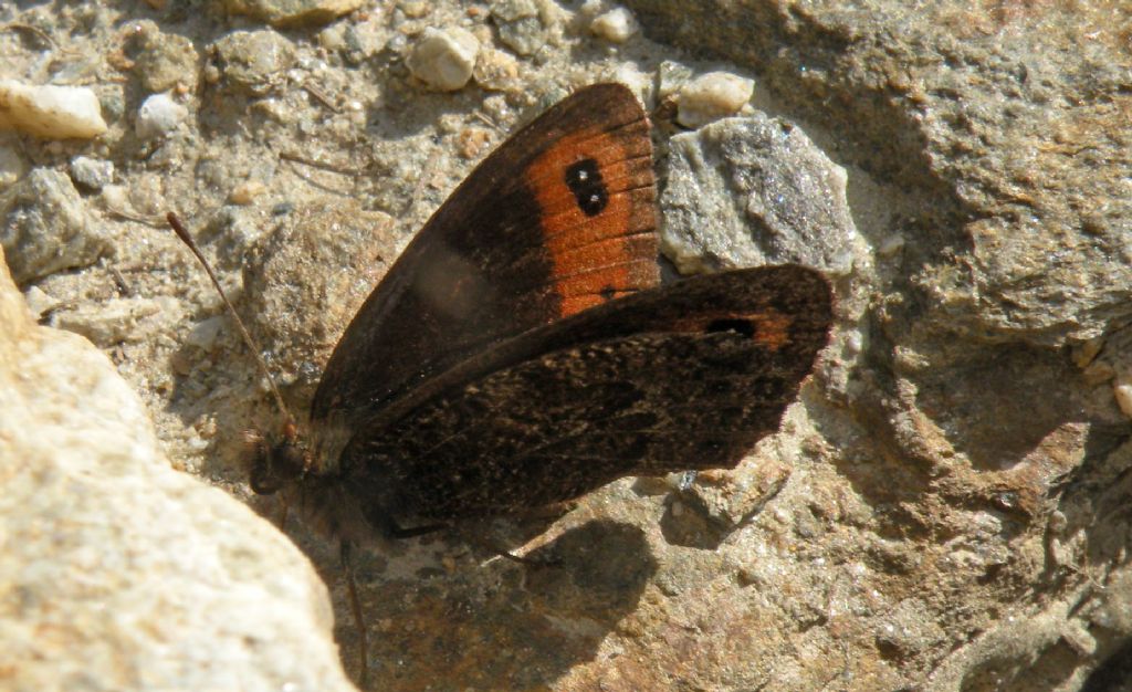 Forse Erebia montana?